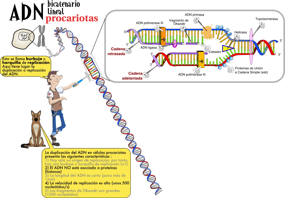 Tema Diferencias En La Duplicaci N Del Adn En Eucariotas Y Procariotas